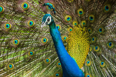 Close-up of peacock