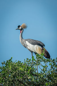 Grey crowned crane perching plant against sky