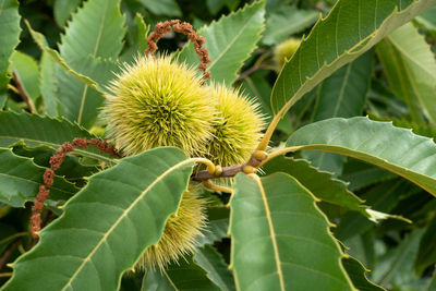 Close-up of plant growing on tree