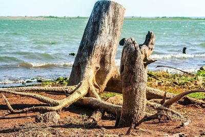 Driftwood on sea shore