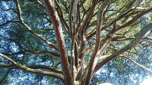 Low angle view of tree