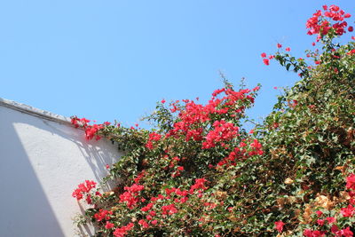 Low angle view of red flowers blooming against clear blue sky