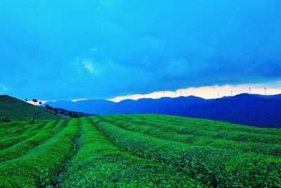 Scenic view of agricultural field against blue sky