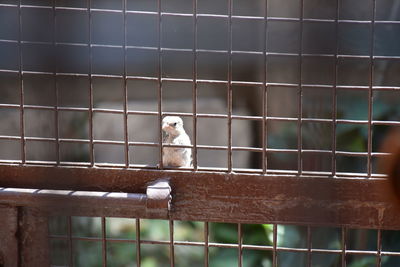 Bird perching in cage