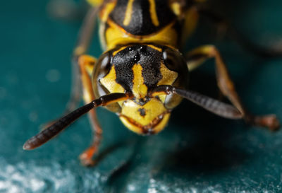 Close-up of insect