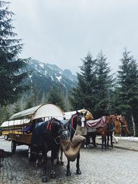 Horses in the mountains