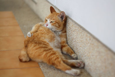 High angle view of cat lying on floor