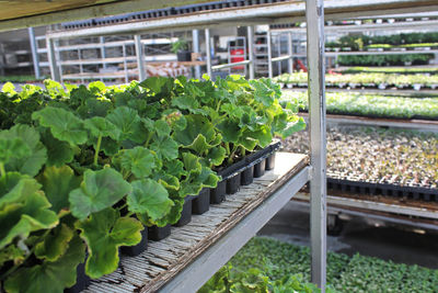 Plants growing in greenhouse