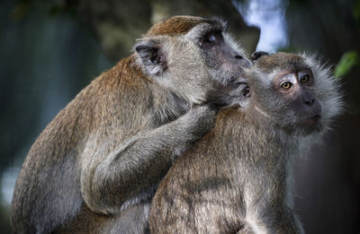 Close-up of a monkey looking away