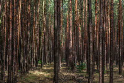 Pine tree plantation with thousands of trunks close together