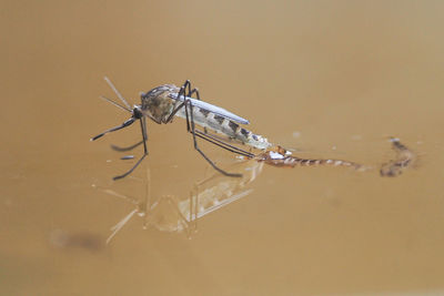 Close-up of mosquito