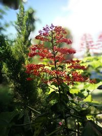 Low angle view of flower tree against sky