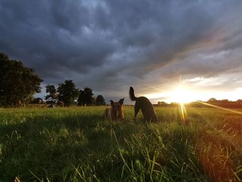 Scenic view of grassy field against sky