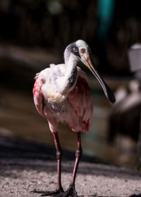 Close-up of bird perching outdoors