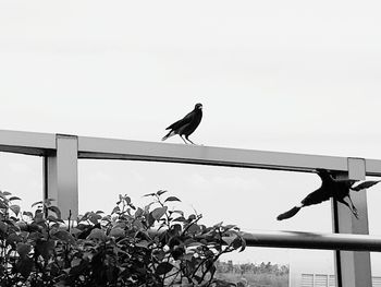 Low angle view of bird perching against clear sky