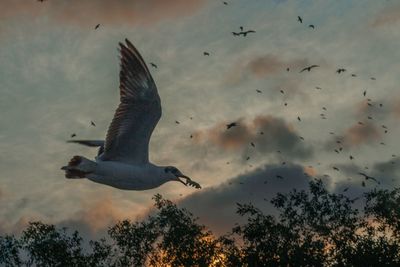 Low angle view of seagulls flying in sky