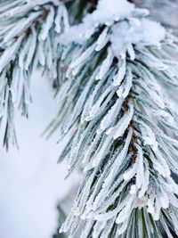 Close-up of snow covered pine tree