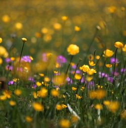 Close-up of purple flowering plants on field