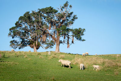 Sheep grazing in a field