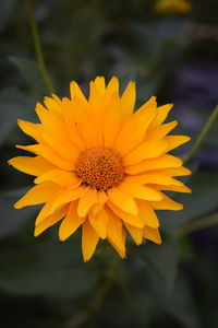 Close-up of yellow flower