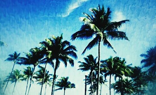 Low angle view of palm trees against blue sky