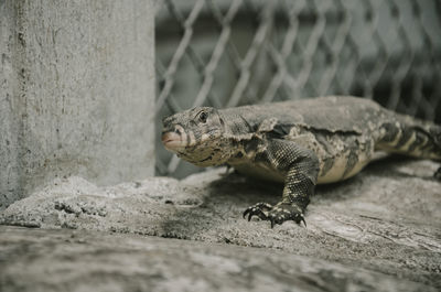 Close-up of monitor lizard by chainlink fence at zoo