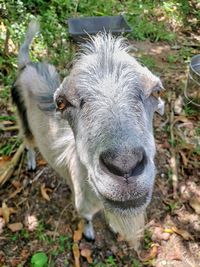 Close-up portrait of a sheep on field