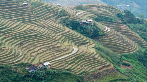 High angle view of rice paddy