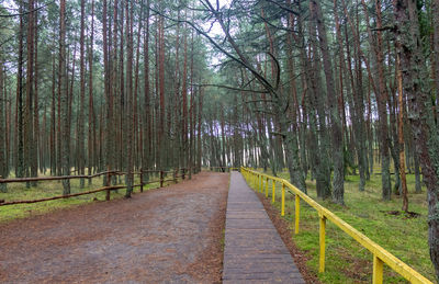 Footpath amidst trees in forest