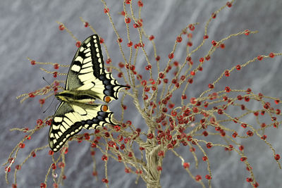 Close-up of butterfly perching on flower tree