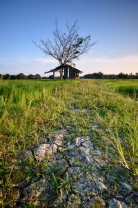 Scenic view of field against sky