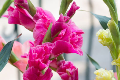 Close-up of pink flowering plants