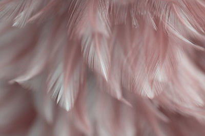 Full frame shot of feather