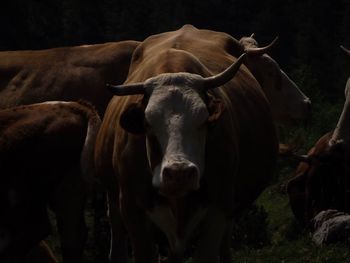 Portrait of cow