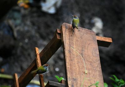 Close-up of bird perching on wood