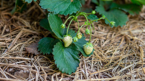 Strawberry in the garden starts to bear fruit.