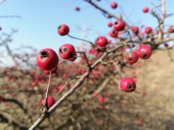 Close-up of red berries growing on tree