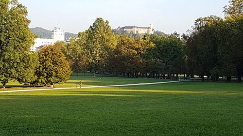 Trees and grass against clear sky