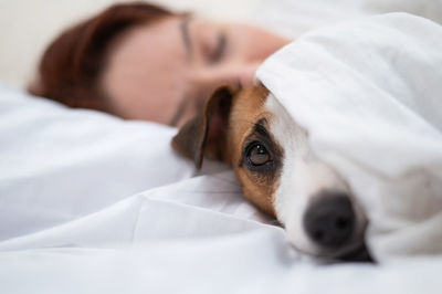 Jack russell terrier dog sleeps wrapped in a blanket next to his owner.