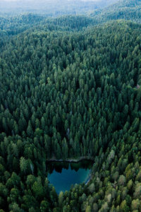 Scenic view of forest against sky