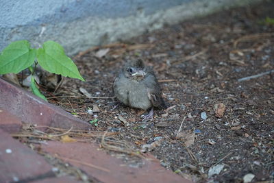 High angle view of bird on land