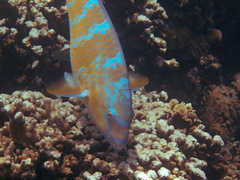 Fish swimming in sea