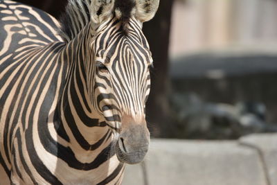 Zebra standing at zoo