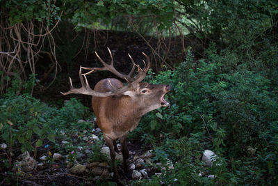 Deer standing in a forest