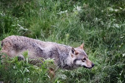 Close-up of wolf on field