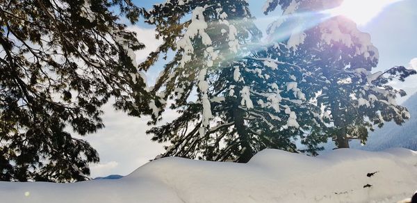 Snow covered plants against sky