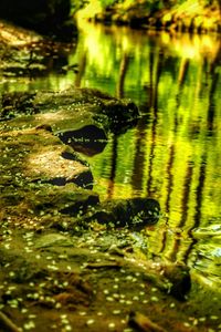 Reflection of trees in pond