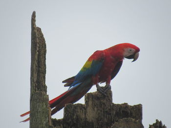 Low angle view of parrot perching on wooden post against sky