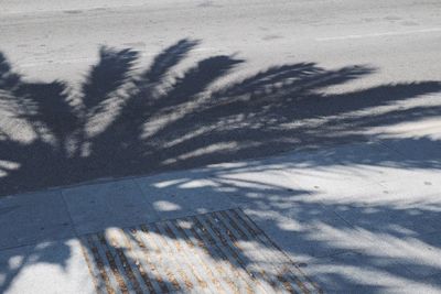 Shadow of palm tree on street