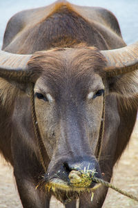 Close-up portrait of bull